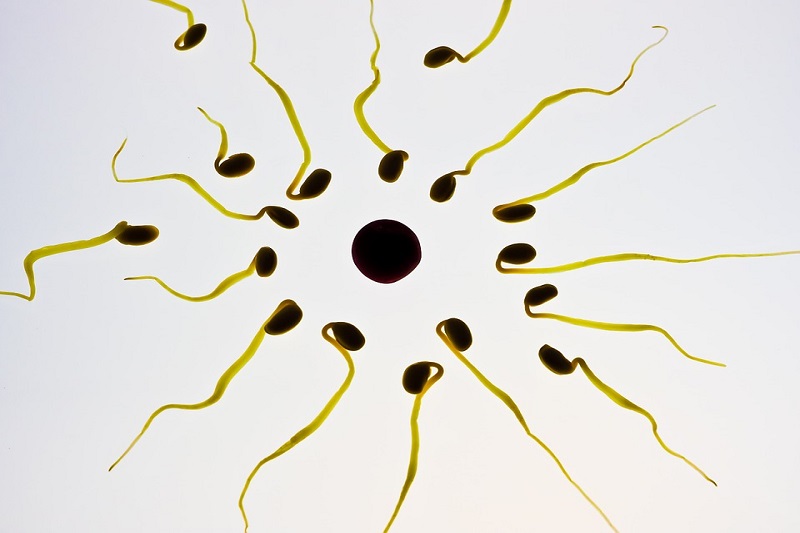 Mind Boggling Sperm Facts!